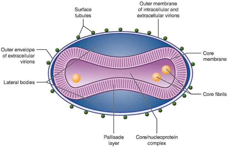 Recombinant Monkeypox Virus M1R Protein [His]