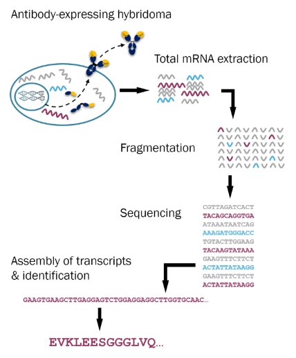 Hybridoma Sequencing