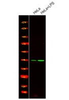 c-Jun (Phospho-Ser249) Antibody