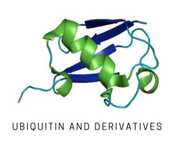 K48-Linked Tri-Ubiquitin