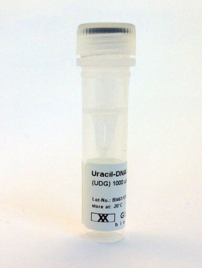 Uracil-DNA Glycosylase (UDG)