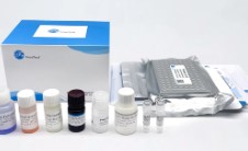 Rat MAPτ (Microtubule Associated Protein Tau) QuickTest ELISA Kit