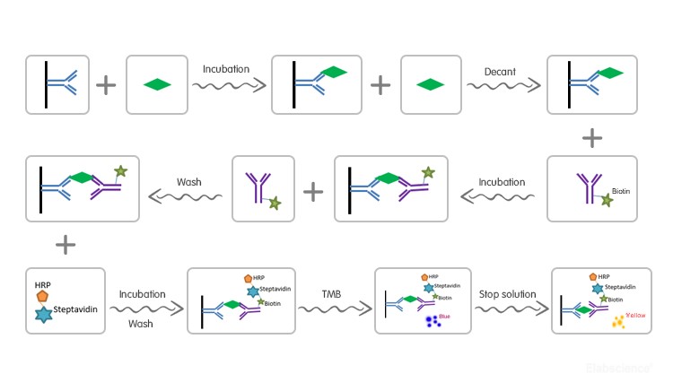 Uncoated Human IFN-γ(Interferon Gamma) ELISA Kit