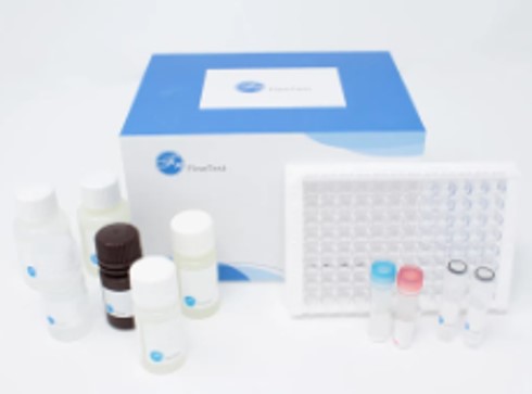 Porcine EDN2 (Endothelin-2) ELISA Kit