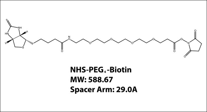 NHS-PEG4-Biotin Kit