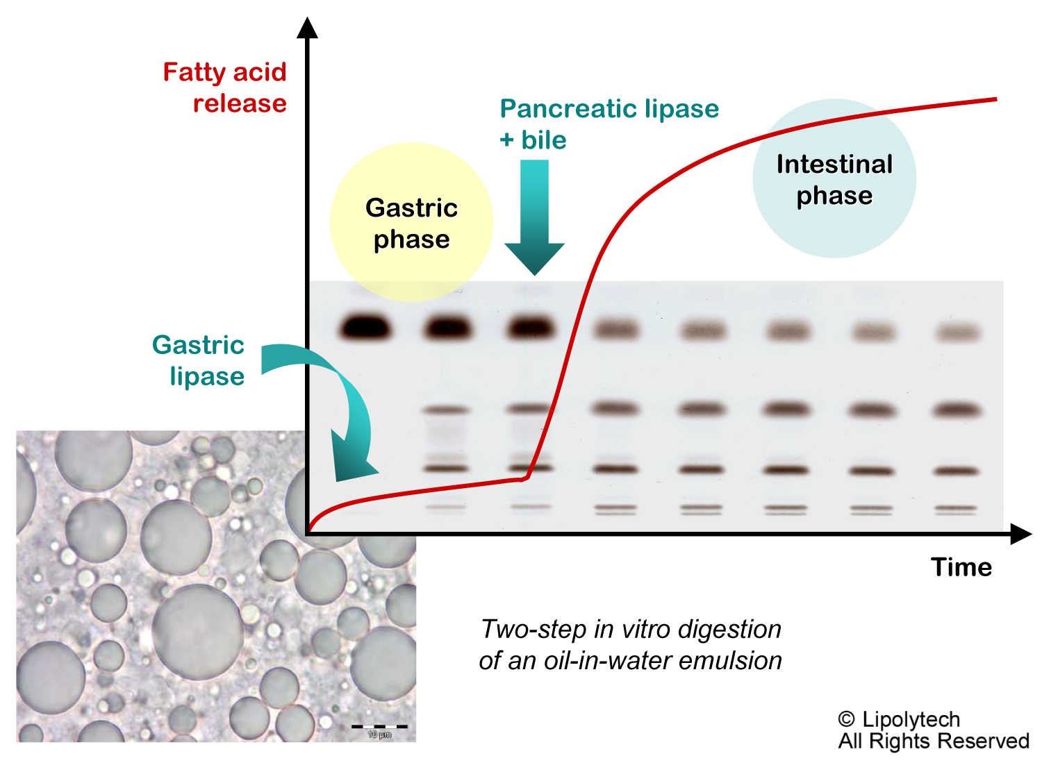 In vitro digestion services