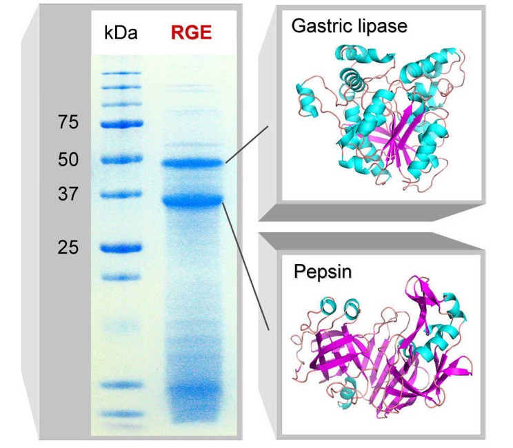 Gastric enzymes