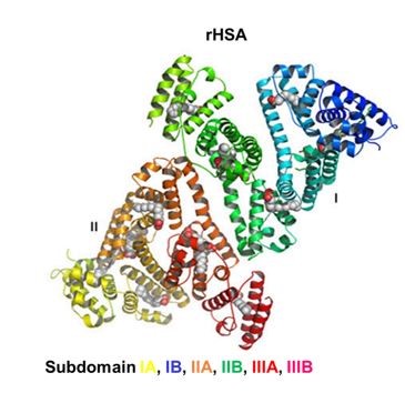 Human Serum Albumin, Recombinant