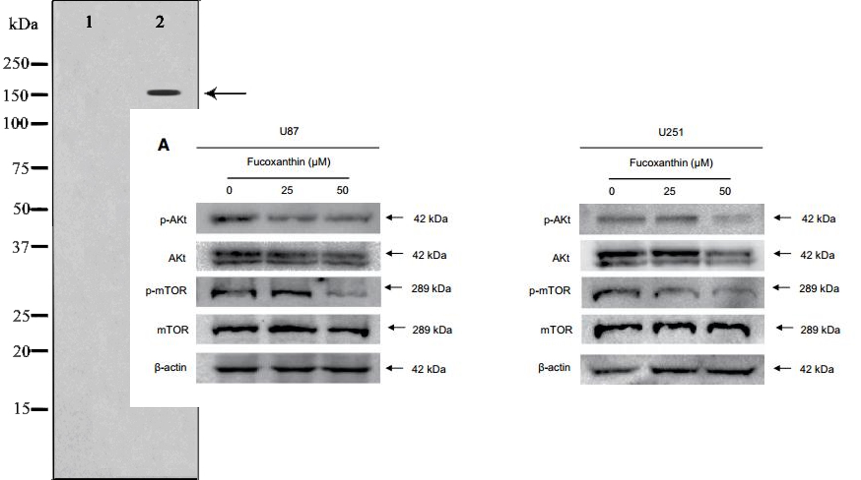 Phospho-AKT1/2/3 (Ser473) Antibody