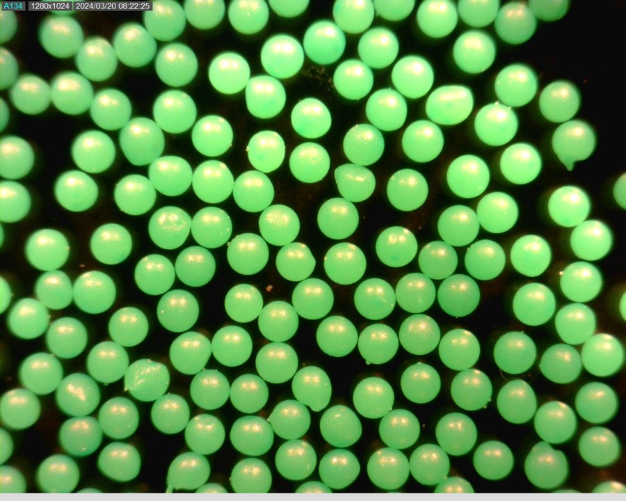 Fluorescent Green Polyethylene Microspheres Bright Green Polymer Beads Density 1.00g/cc - Neurtrally Buyoant for Aqueous Solutions