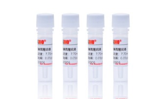 Metronidazole Monclonal Antibody