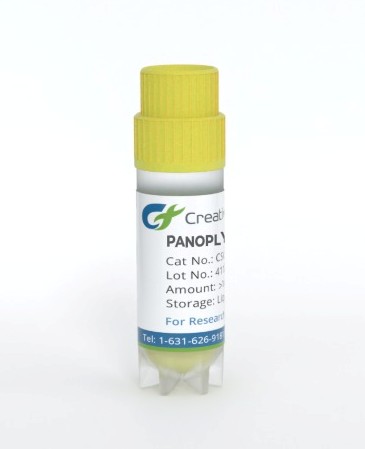 Gene Knockdown Stable Cell Lines