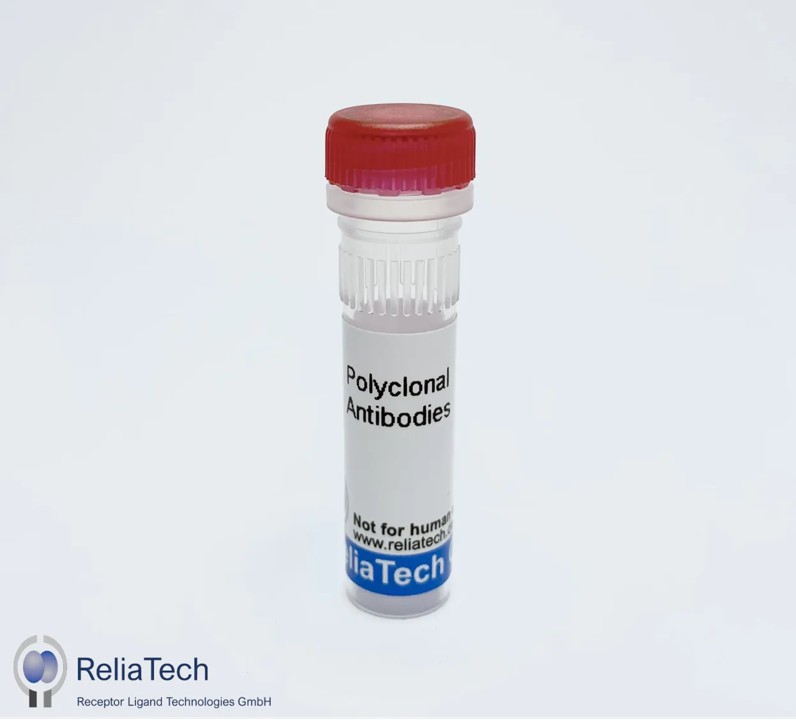 anti-mouse Lyve-1 polyclonal antibody Anti-Mouse