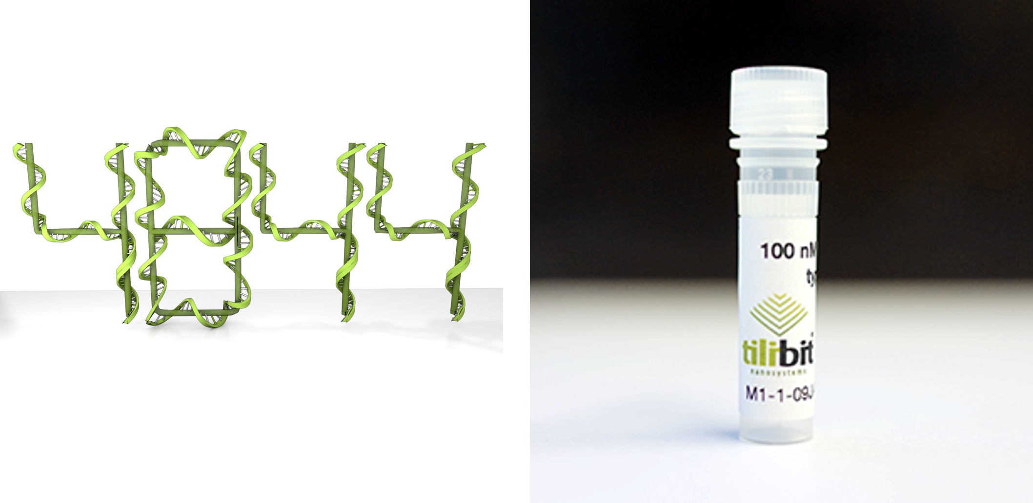 Scaffold ssDNA 4844bp