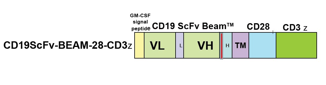 CD19scFv-FLAG-TM-CD28-CD3z