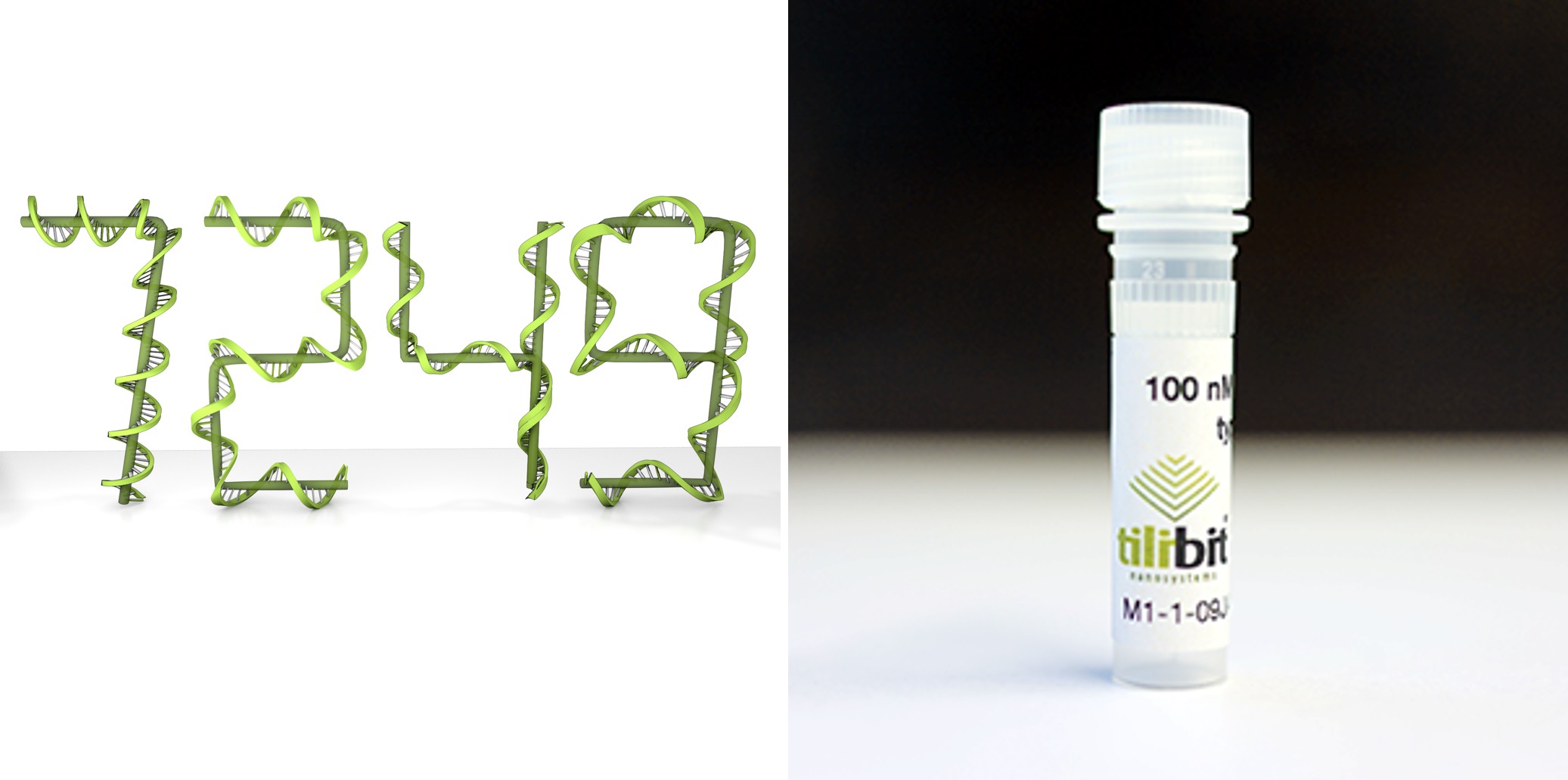 Scaffold ssDNA 7249bp