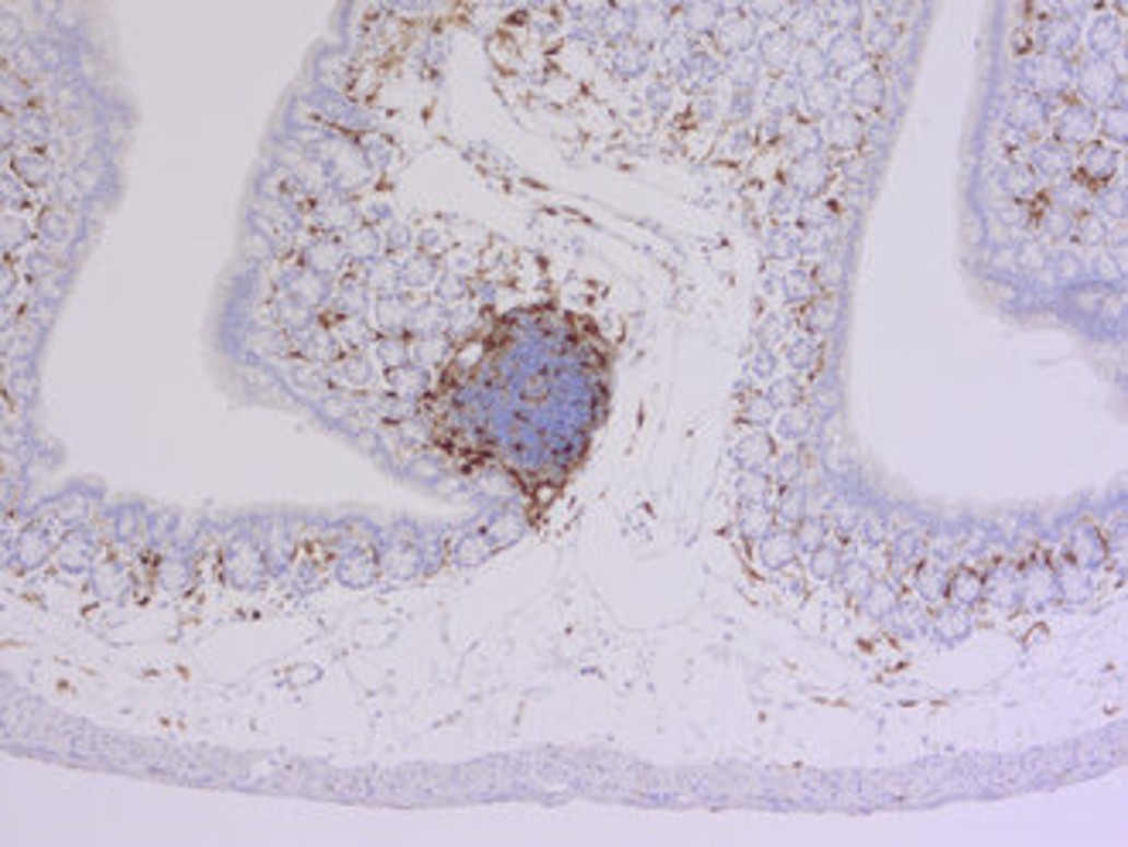 IBA1 antibody | HS-234 308