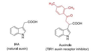 Auxinole: Auxin Inhibitor & Reagent for Auxin Inducible Degron Experiments 