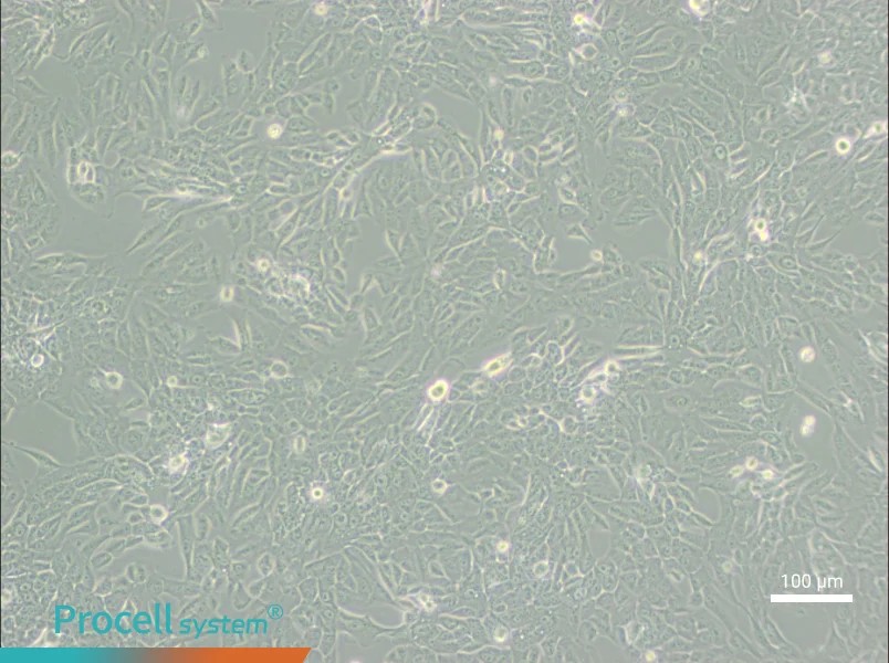MCF 10A Cell Complete Medium