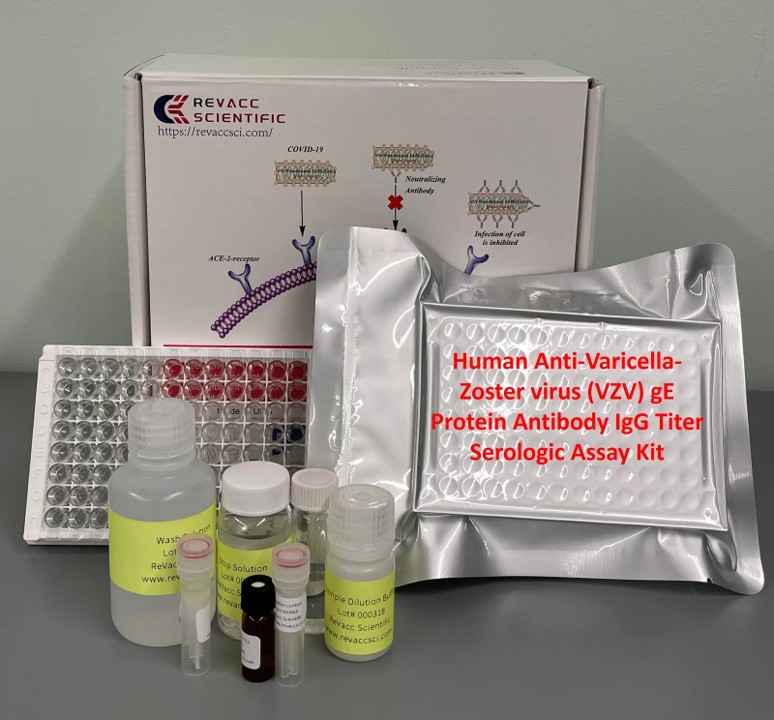 Human Anti-Varicella-Zoster virus (VZV) gE Protein Antibody IgG Titer Serologic Assay Kit | B93H1