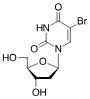 BrdU (5-Bromo-2′-deoxyuridine)