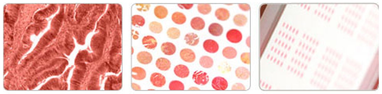 Protein Biotechnologies를 대표하는 이미지