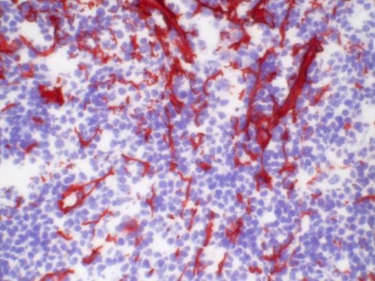 USBIO 한국공식대리점 BMA Biomedicals Hot Item 1