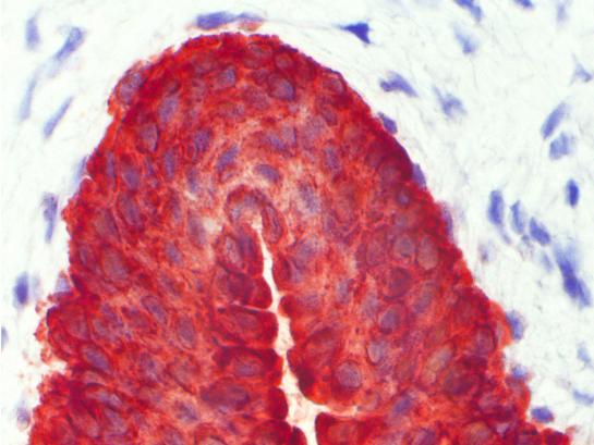 USBIO 한국공식대리점 BMA Biomedicals Hot Item 1