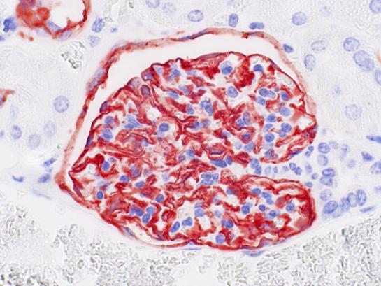 USBIO 한국공식대리점 BMA Biomedicals Hot Item 1