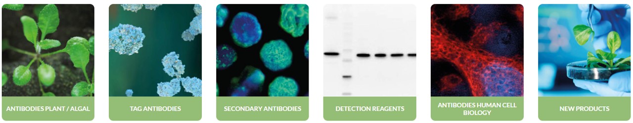 Agrisera antibodies를 대표하는 이미지